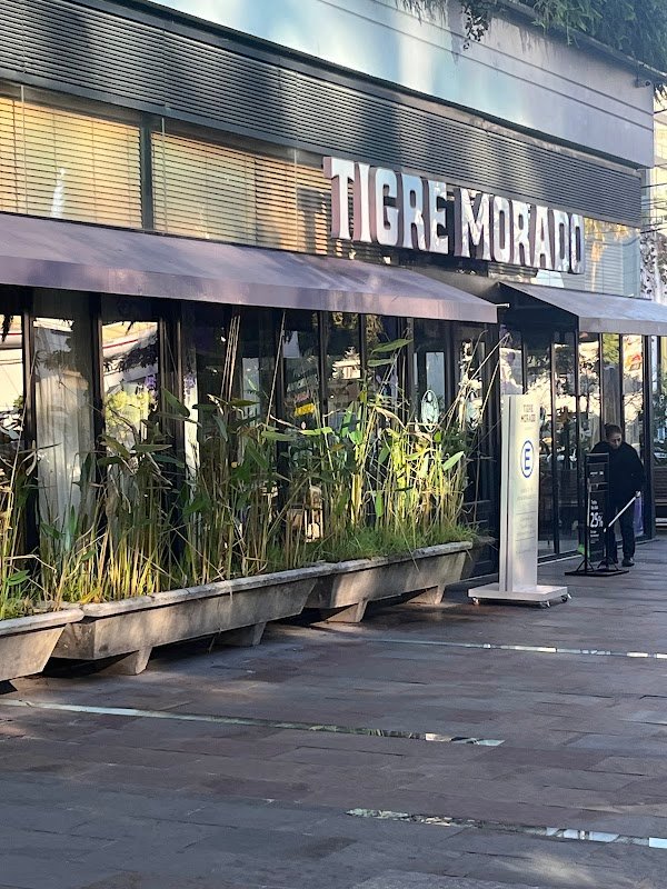 Tigre Morado Olivos